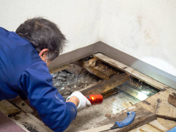 Best Mold Remediation Experts  in Patrick Af, FL