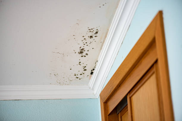 Best Mold Testing  in Patrick Af, FL