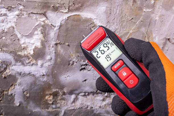 Best Certified Mold Removal  in Patrick Af, FL
