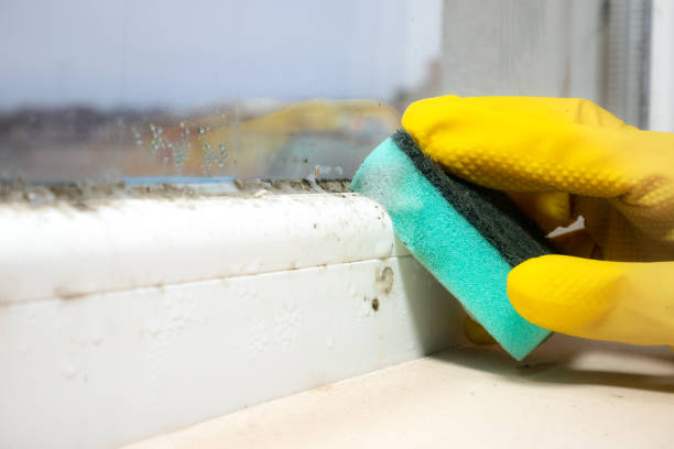 Professional Mold Removal in Patrick Af, FL