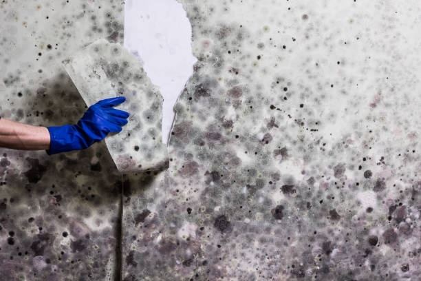 Best Fast Mold Removal  in Patrick Af, FL