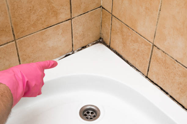 Best Mold Damage Repair  in Patrick Af, FL