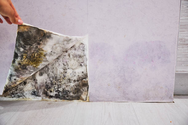 Best Best Mold Removal Companies  in Patrick Af, FL